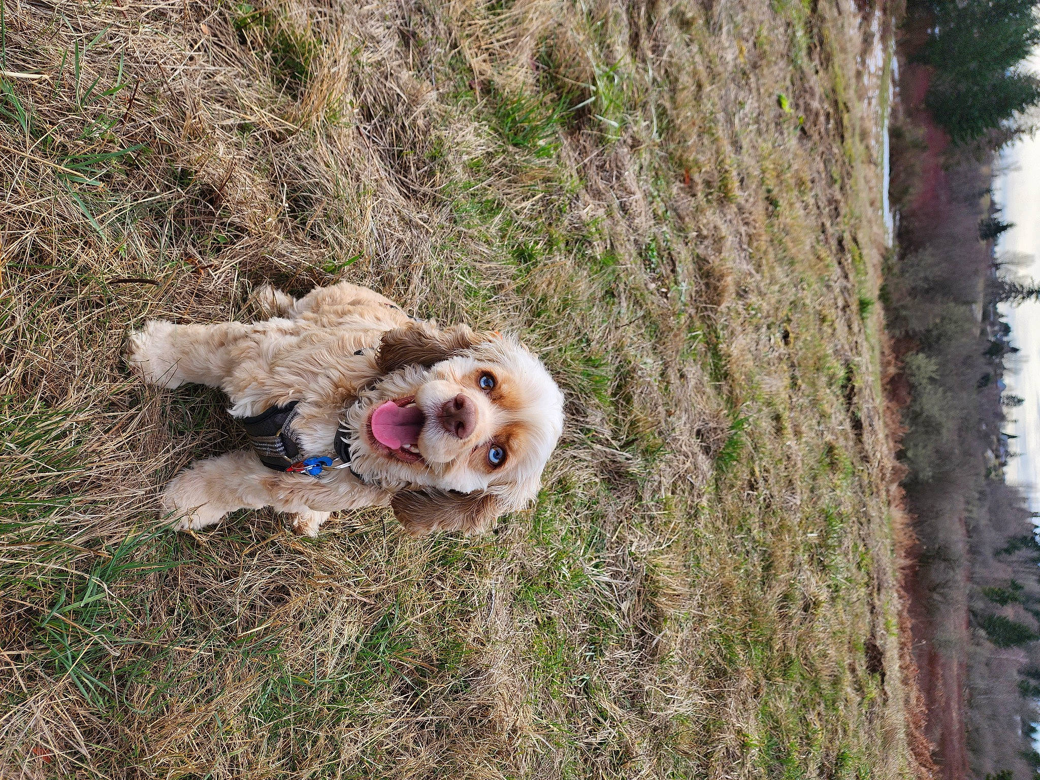 Gilli is registered to the contest to win money with this photo: canidae, carnivore, cockapoo, companion_dog, dog, dog_breed, fawn, fur, grass, mammal, non_sporting_group, plant, puppy, spitz, sporting_group, terrier, toy_dog, tree, trunk, working_animal