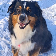 Taly a rejoint le concours — aidez-le/la à gagner de superbes lots ! dog, animal, snow, outdoor, pet, happy, tricolor, fur, canine, smiling, winter, nature, playful, cute, friendly, sitting, muzzle, ears, eyes, nose
