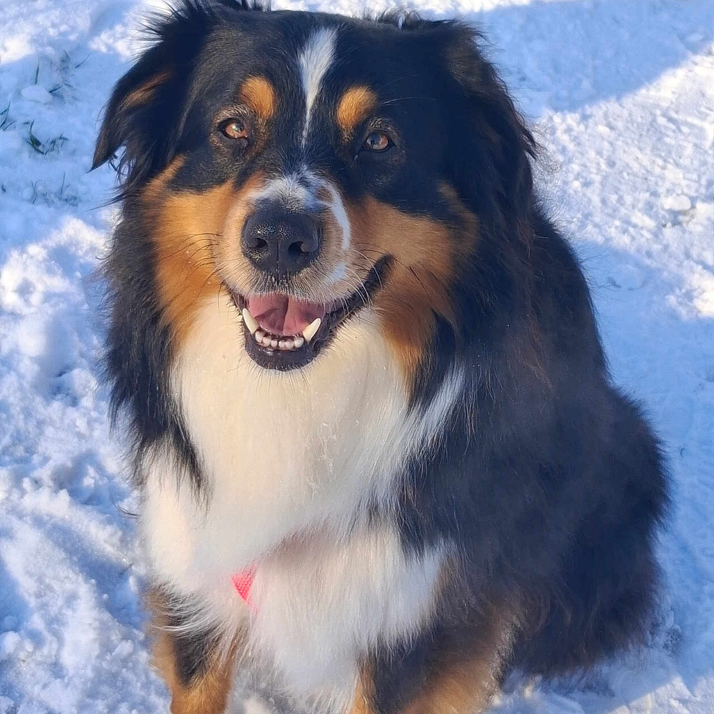 Taly a rejoint le concours — aidez-le/la à gagner de superbes lots ! animal, canine, cute, dog, ears, eyes, friendly, fur, happy, muzzle, nature, nose, outdoor, pet, playful, sitting, smiling, snow, tricolor, winter