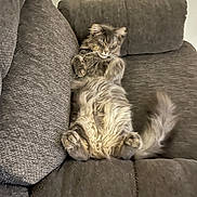 Kitty joined the competition — help win amazing prizes! animal, cat, companion, couch, cozy, cute, domestic_cat, fluffy, fur, furniture, gray_cat, indoor, living_room, nap, paws, pet, relaxed, resting, sleepy, tail