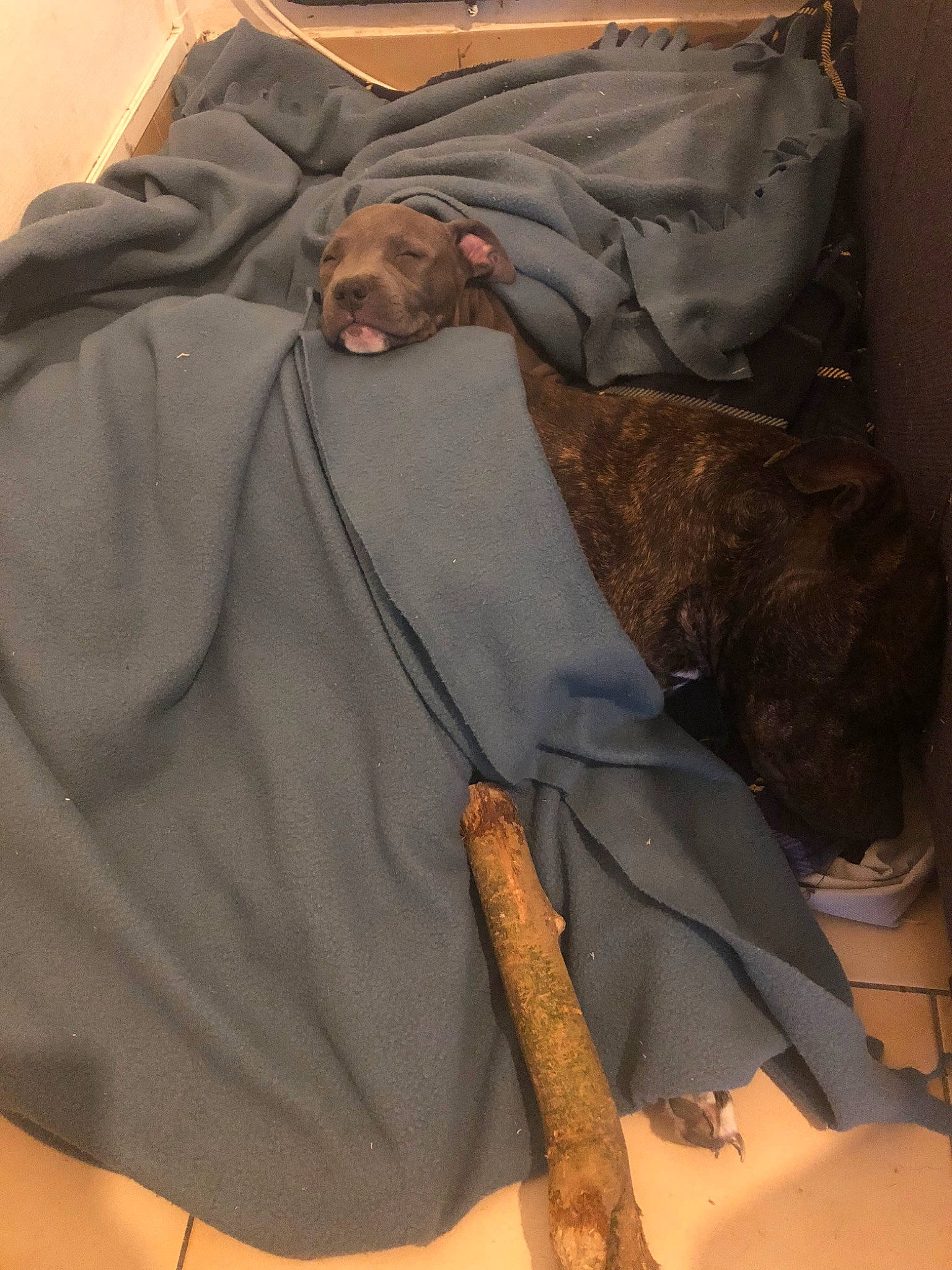 Milla Et Orka participe au concours pour gagner de l'argent avec cette photo : outerwear