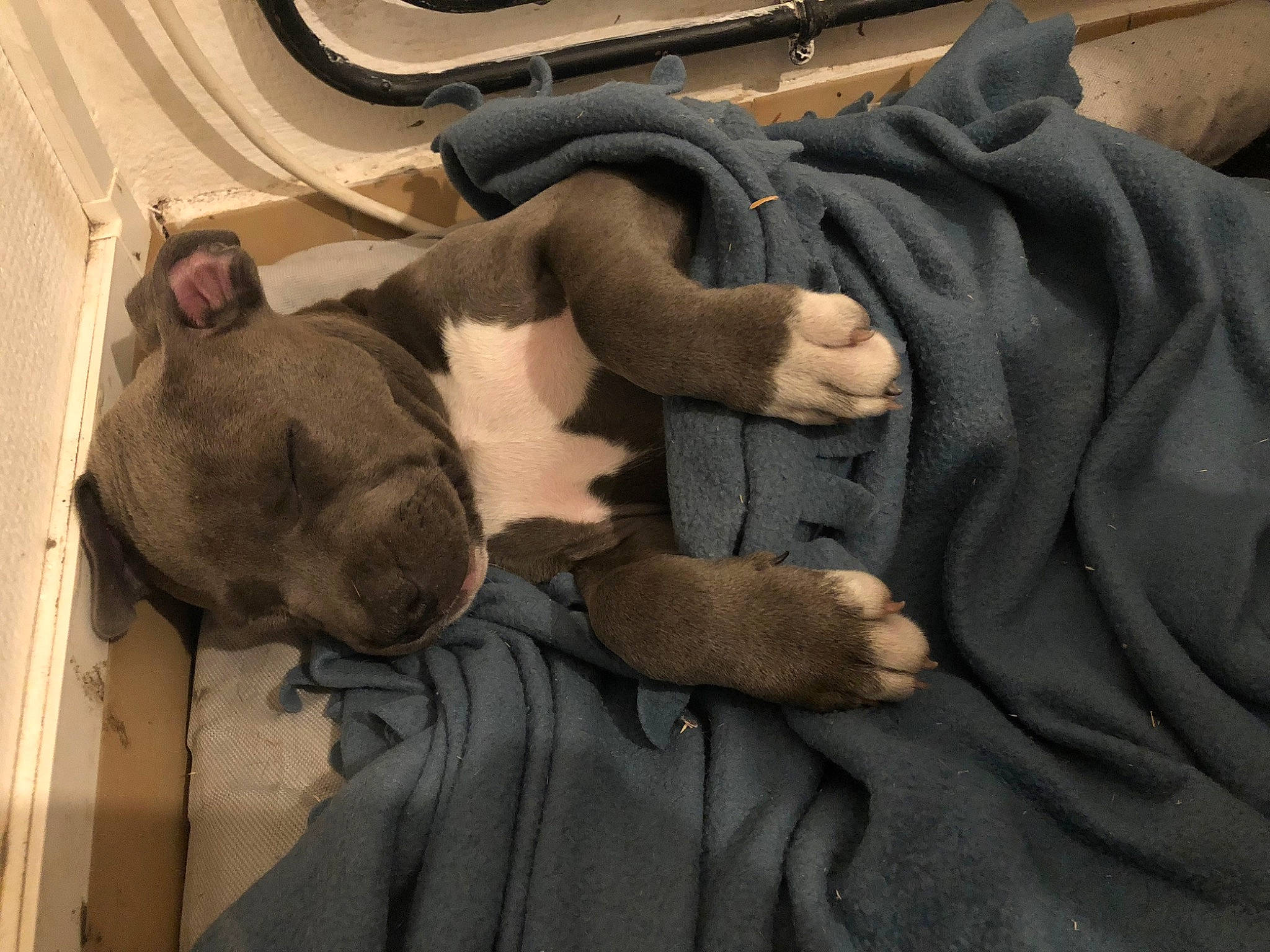 Milla Et Orka a rejoint le concours — aidez-le/la à gagner de superbes lots ! fawn