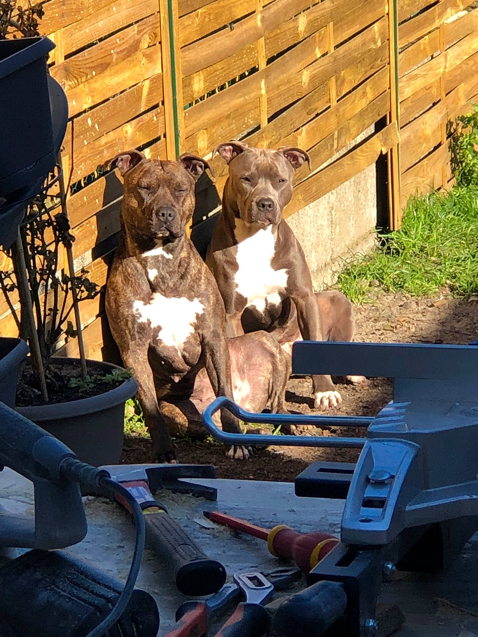 Milla Et Orka participe au concours pour gagner de l'argent avec cette photo : american_pit_bull_terrier, canidae, carnivore, dog, dog_breed, fawn, mammal, non_sporting_group, sporting_group, staffordshire_bull_terrier