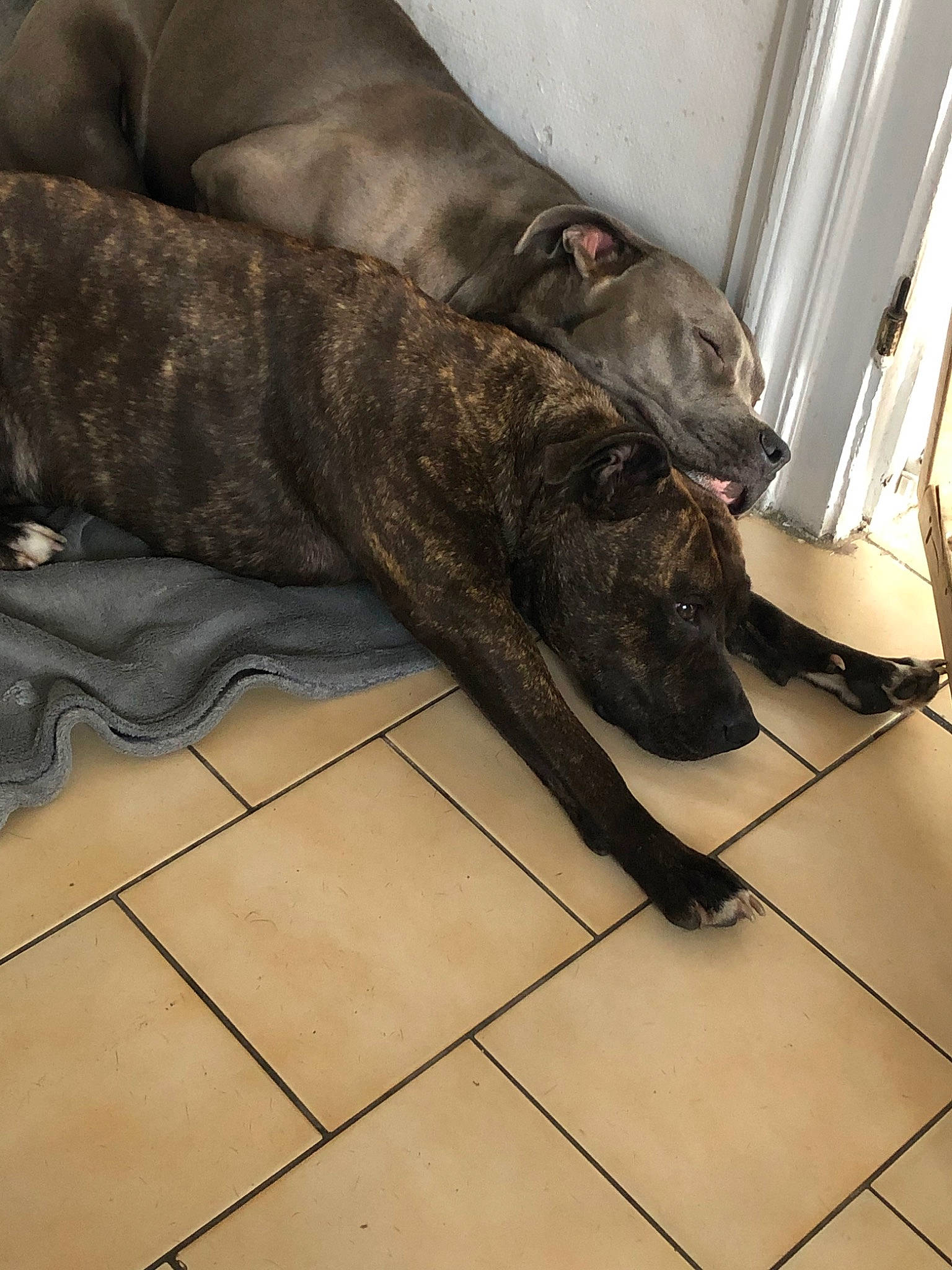 Milla Et Orka participe au concours pour gagner de l'argent avec cette photo : alano_espanol, alaunt, bandog, cane_corso, canidae, carnivore, cimarron_uruguayo, dog, dog_breed, fawn, guard_dog, mammal, non_sporting_group, perro_de_presa_canario, snout, vertebrate