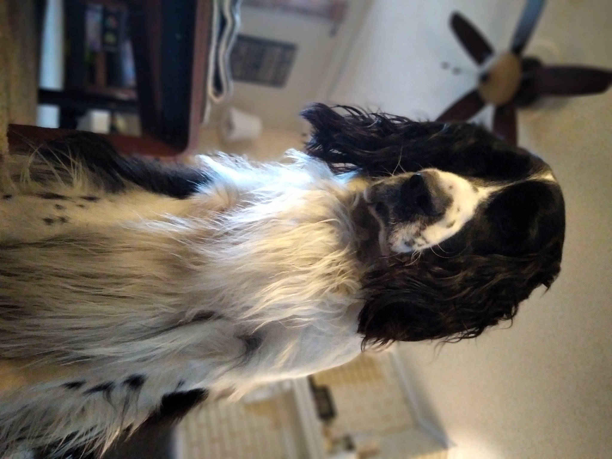 Wally is registered to the contest to win money with this photo: companion_dog, dog_breed, ear, feather, fur, natural_material, sporting_group, tail, whiskers, wing