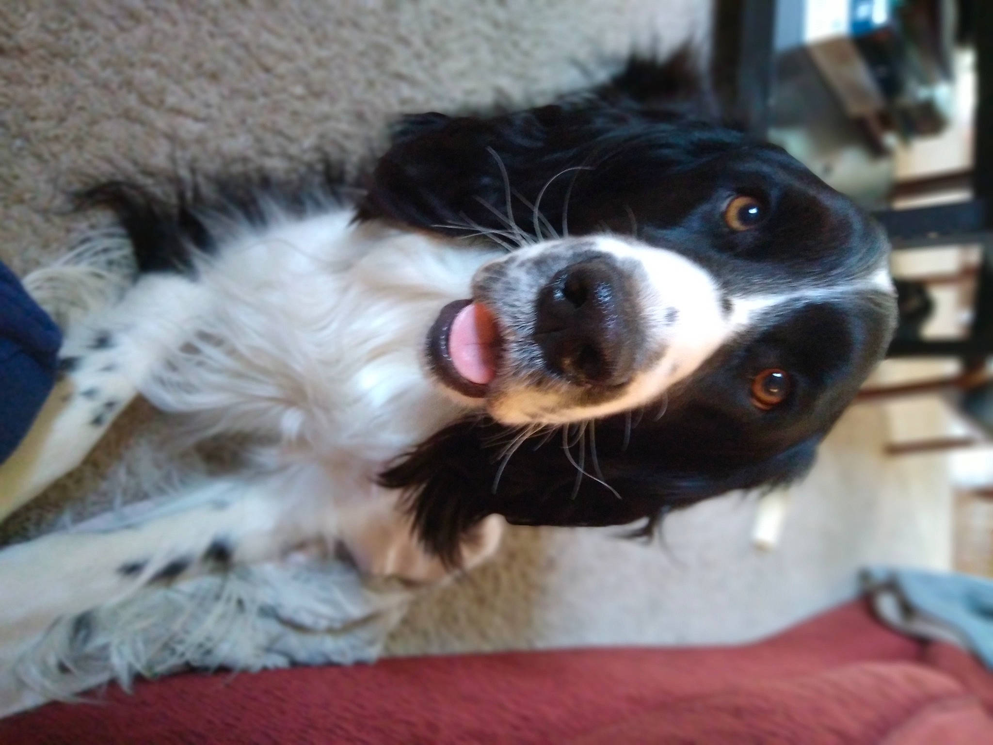 Wally is registered to the contest to win money with this photo: border_collie, canidae, carnivore, collar, companion_dog, dog, dog_breed, dog_collar, ear, felidae, fur, herding_dog, paw, small_to_medium_sized_cats, snout, spaniel, sporting_group, whiskers, working_animal, working_dog