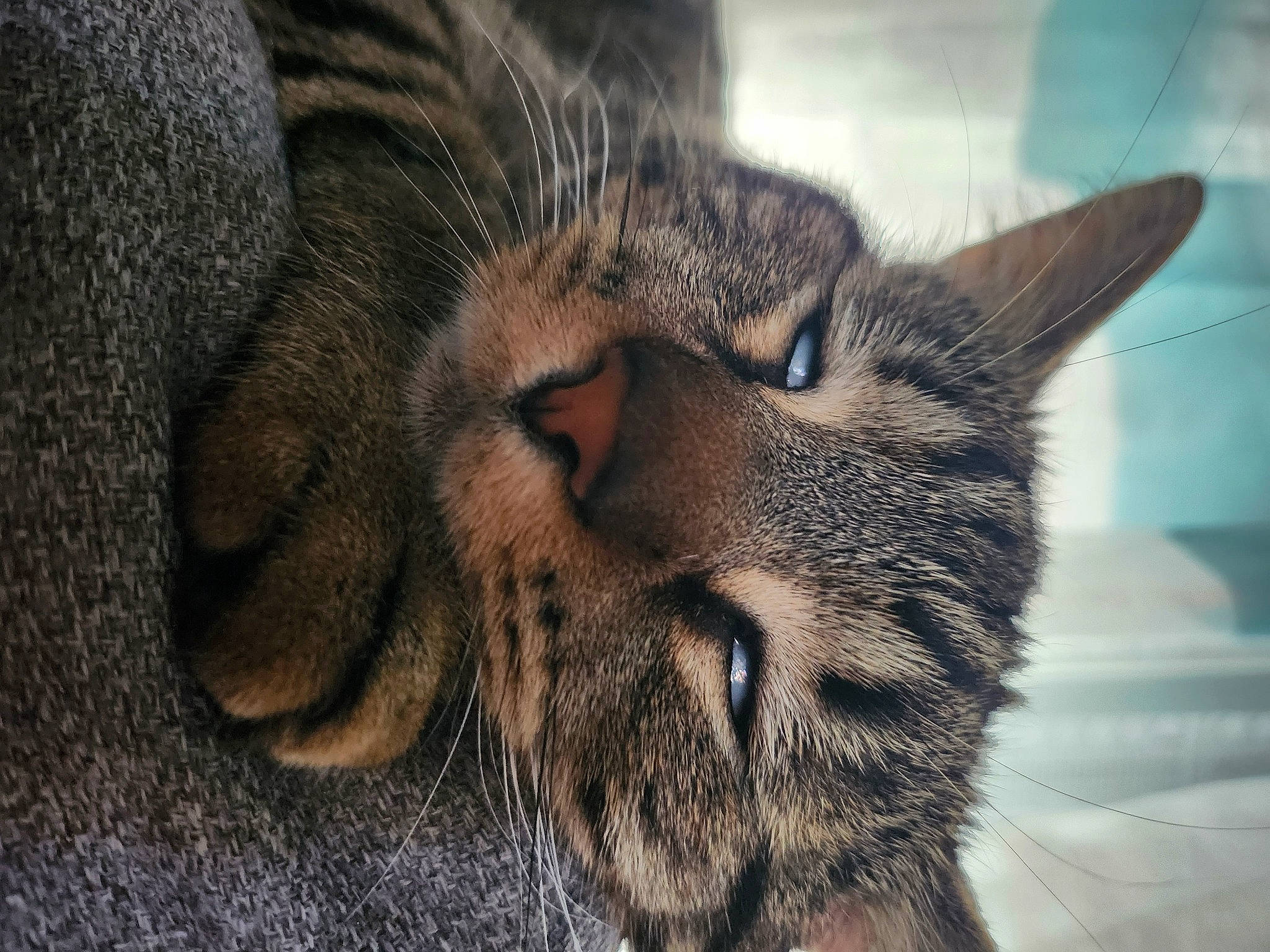 Risotto participe au concours pour gagner de l'argent avec cette photo : carnivore, cat, claw, domestic_short_haired_cat, ear, felidae, fur, paw, sky, small_to_medium_sized_cats, snout, tail, terrestrial_animal, whiskers, wildlife, wood