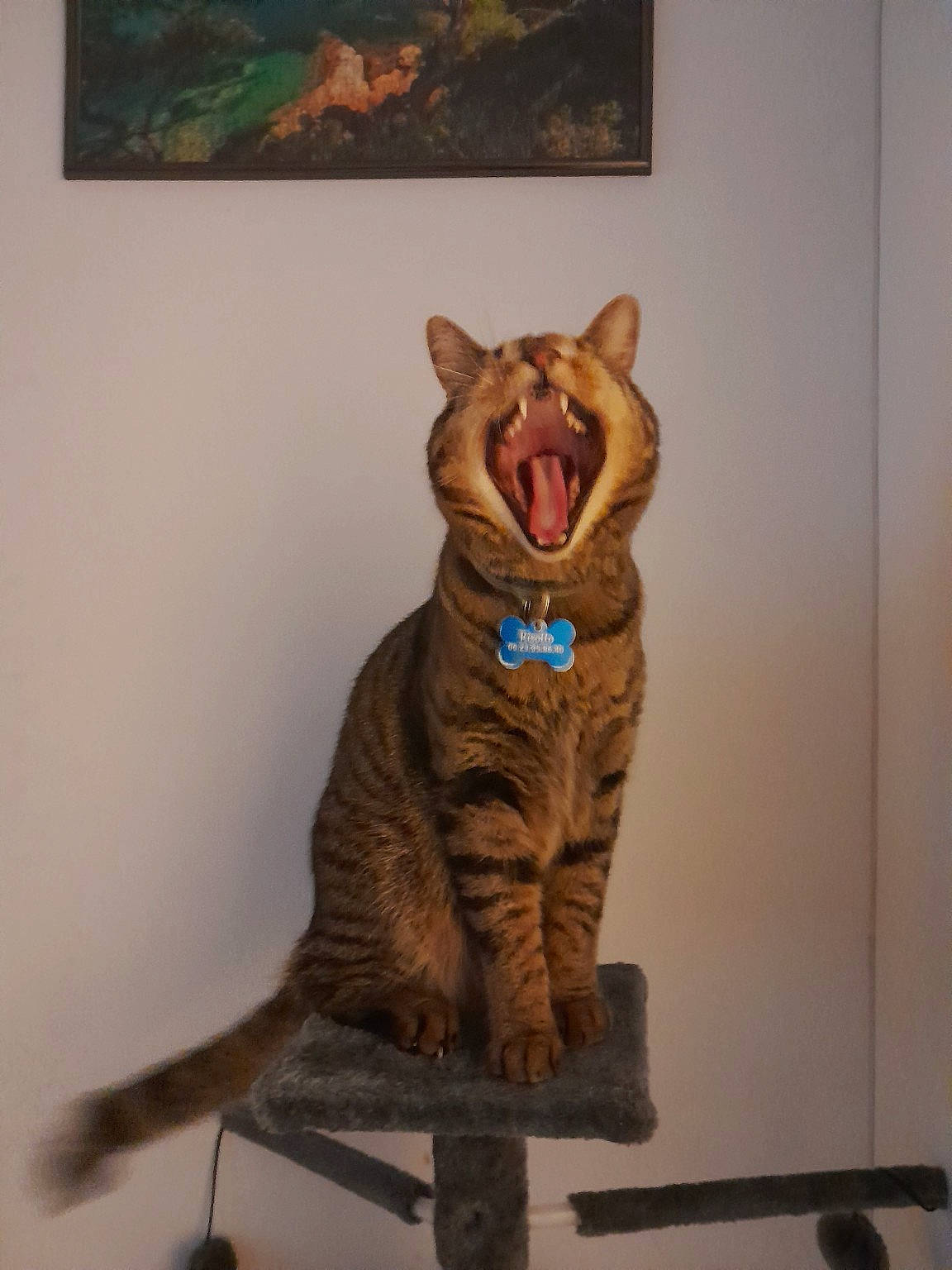 Risotto participe au concours pour gagner de l'argent avec cette photo : art, carnivore, cat, domestic_short_haired_cat, fawn, felidae, flooring, fur, paint, painting, picture_frame, room, small_to_medium_sized_cats, snout, tail, terrestrial_animal, visual_arts, whiskers, window, wood