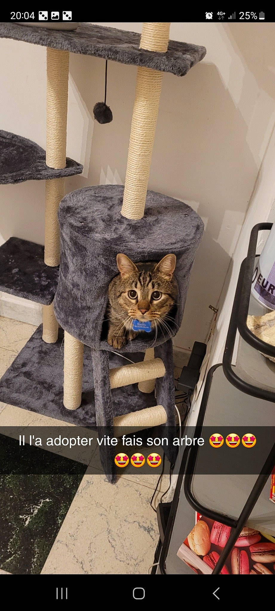 Risotto participe au concours pour gagner de l'argent avec cette photo : carnivore, cat, cat_furniture, cat_supply, chair, domestic_short_haired_cat, fawn, felidae, flooring, font, fur, hardwood, pet_supply, room, shelf, shelving, small_to_medium_sized_cats, tail, whiskers, wood