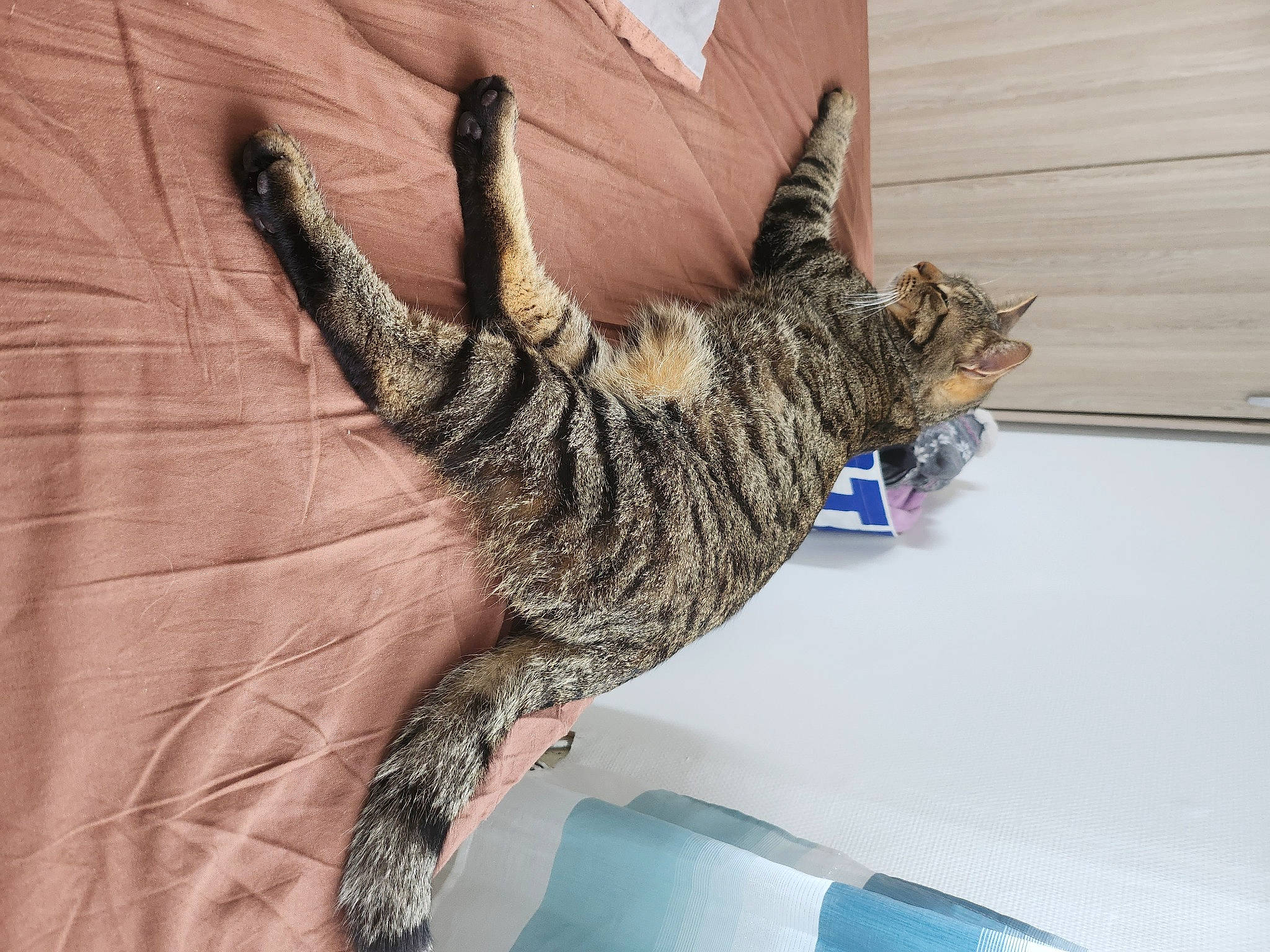 Risotto a rejoint le concours — aidez-le/la à gagner de superbes lots ! carnivore, cat, claw, comfort, domestic_short_haired_cat, felidae, flooring, foot, fur, gesture, human_leg, military_camouflage, pattern, paw, small_to_medium_sized_cats, tail, terrestrial_animal, whiskers