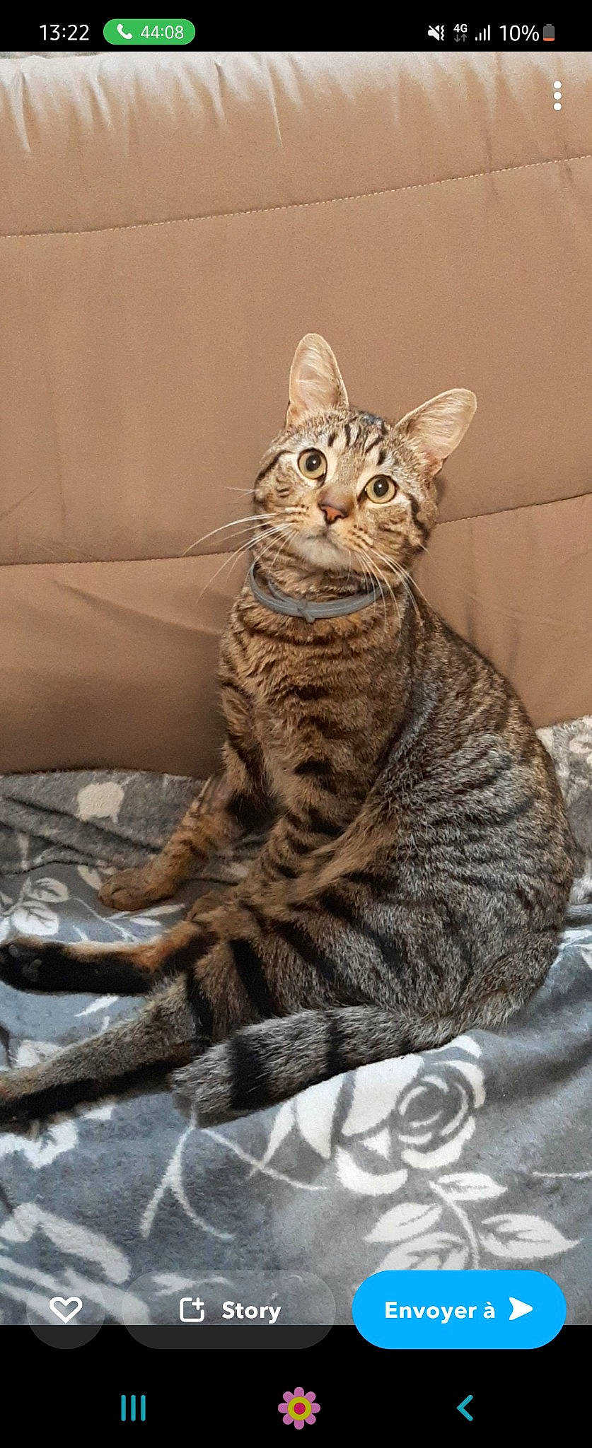 Risotto participe au concours pour gagner de l'argent avec cette photo : carnivore, cat, couch, domestic_short_haired_cat, felidae, fur, sitting, small_to_medium_sized_cats, snout, tail, terrestrial_animal, whiskers, wildlife