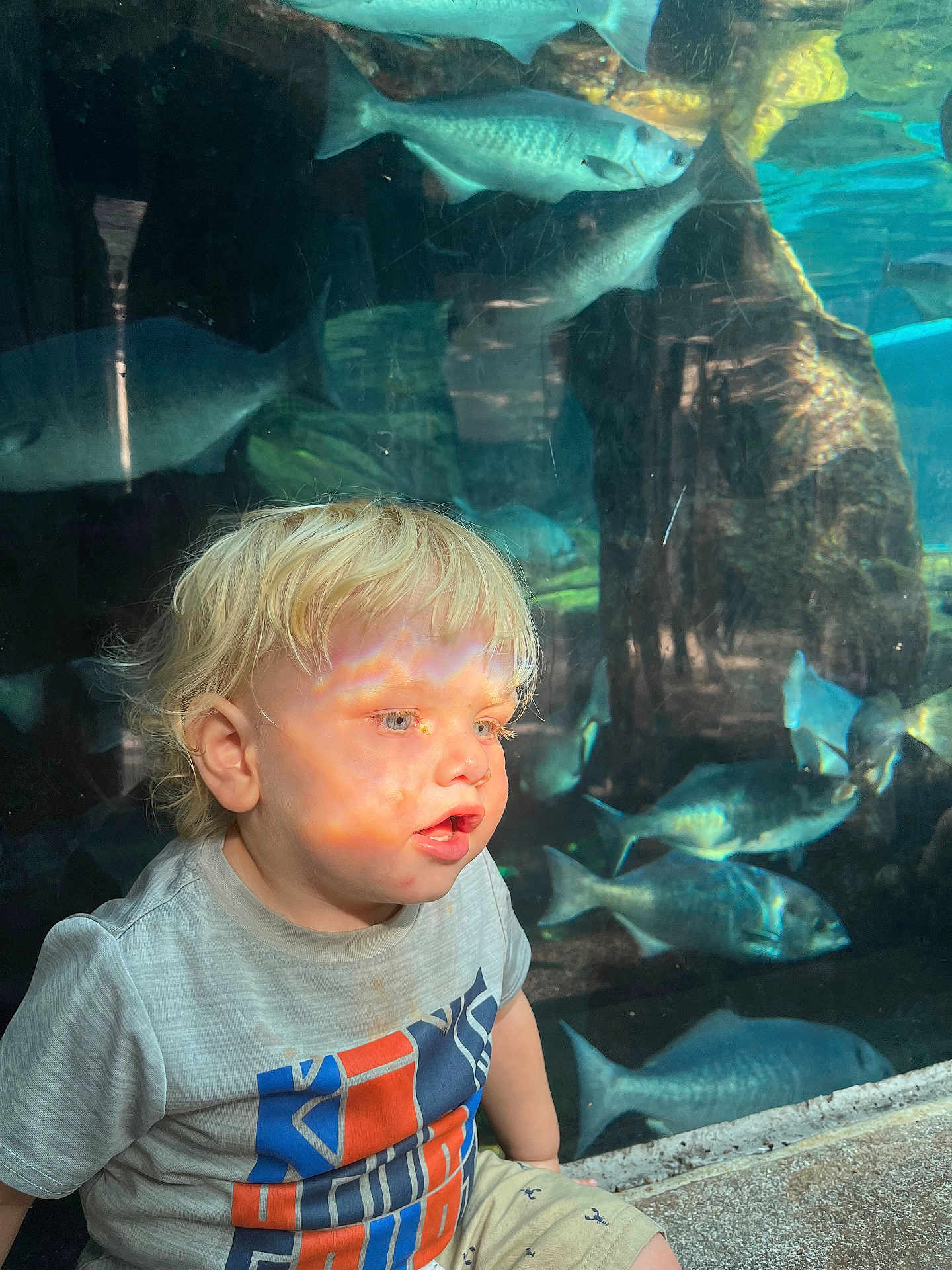 Caden joined the competition — help win amazing prizes! child, toddler, blonde_hair, aquarium, fish, glass, water, light_reflection, shirt, shorts, sitting, curious, indoors, portrait, young_child, face, blue_eyes, casual_clothing, aquatic_life, daylight