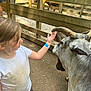 Leah joined the competition — help win amazing prizes! animal, brown_hair, casual_clothing, child, cow, curious, daylight, dirt, farm, fence, horn, interaction, livestock, nature, outdoor, person, petting_zoo, white_shirt, wristband, young