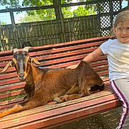 Leah is registered to the contest to win money with this photo: animal, bench, casual_clothing, child, daytime, fence, goat, grass, happy, leisure, nature, outdoor, park, petting, resting, smile, sunlight, tree, wood, young