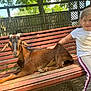 animal, bench, casual_clothing, child, daytime, fence, goat, grass, happy, leisure, nature, outdoor, park, petting, resting, smile, sunlight, tree, wood, young