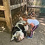 Leah joined the competition — help win amazing prizes! animal, animal_interaction, casual_clothing, child, curly_hair, daylight, dirt, enclosure, farm, fence, girl, goat, nature, outdoor, petting, pig, playful, shoes, sunlight, young