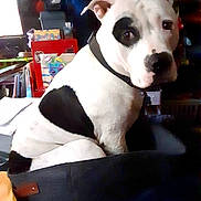 Lucifer joined the competition — help win amazing prizes! dog, black_and_white, pitbull_type, pet, dog_bed, collar, sitting, indoor, portrait, close_up, spot_pattern, left_eye_patch, ear, nose, looking_at_camera, cozy, household, cluttered_background, cute, animal_face