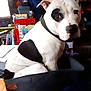 dog, black_and_white, pitbull_type, pet, dog_bed, collar, sitting, indoor, portrait, close_up, spot_pattern, left_eye_patch, ear, nose, looking_at_camera, cozy, household, cluttered_background, cute, animal_face