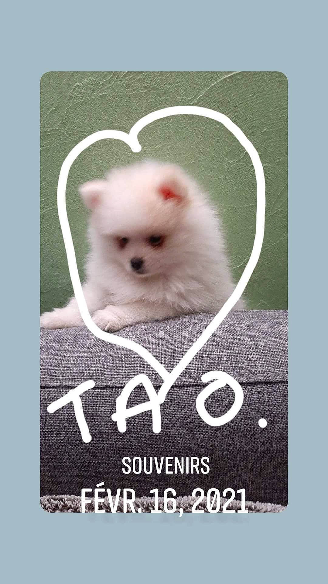 Tao