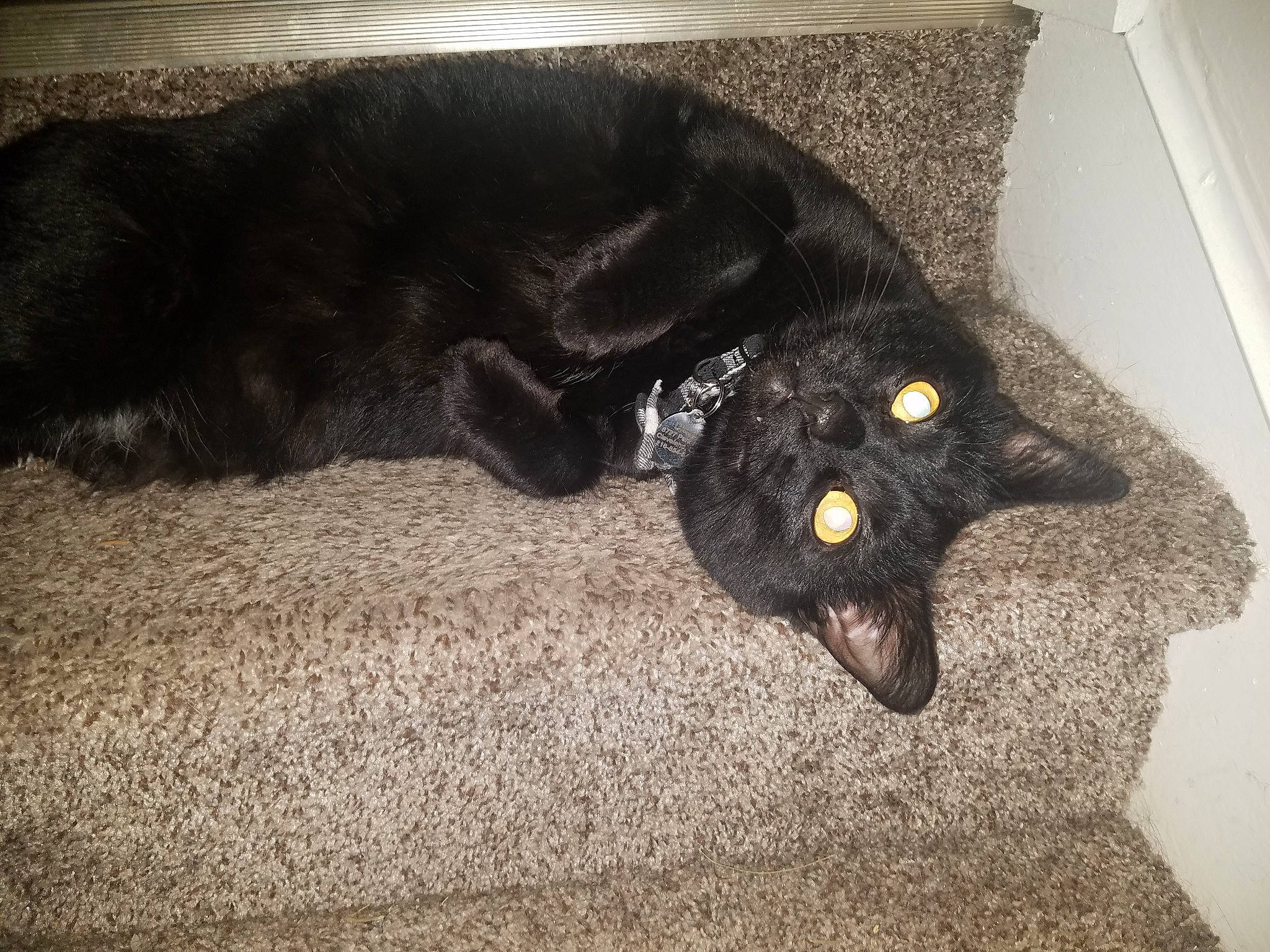 Diaval joined the competition — help win amazing prizes! black_cat, bombay, canidae, carnivore, cat, claw, comfort, dog_breed, domestic_short_haired_cat, felidae, flooring, fur, grey, small_to_medium_sized_cats, snout, sporting_group, tail, terrestrial_animal, vertebrate, whiskers