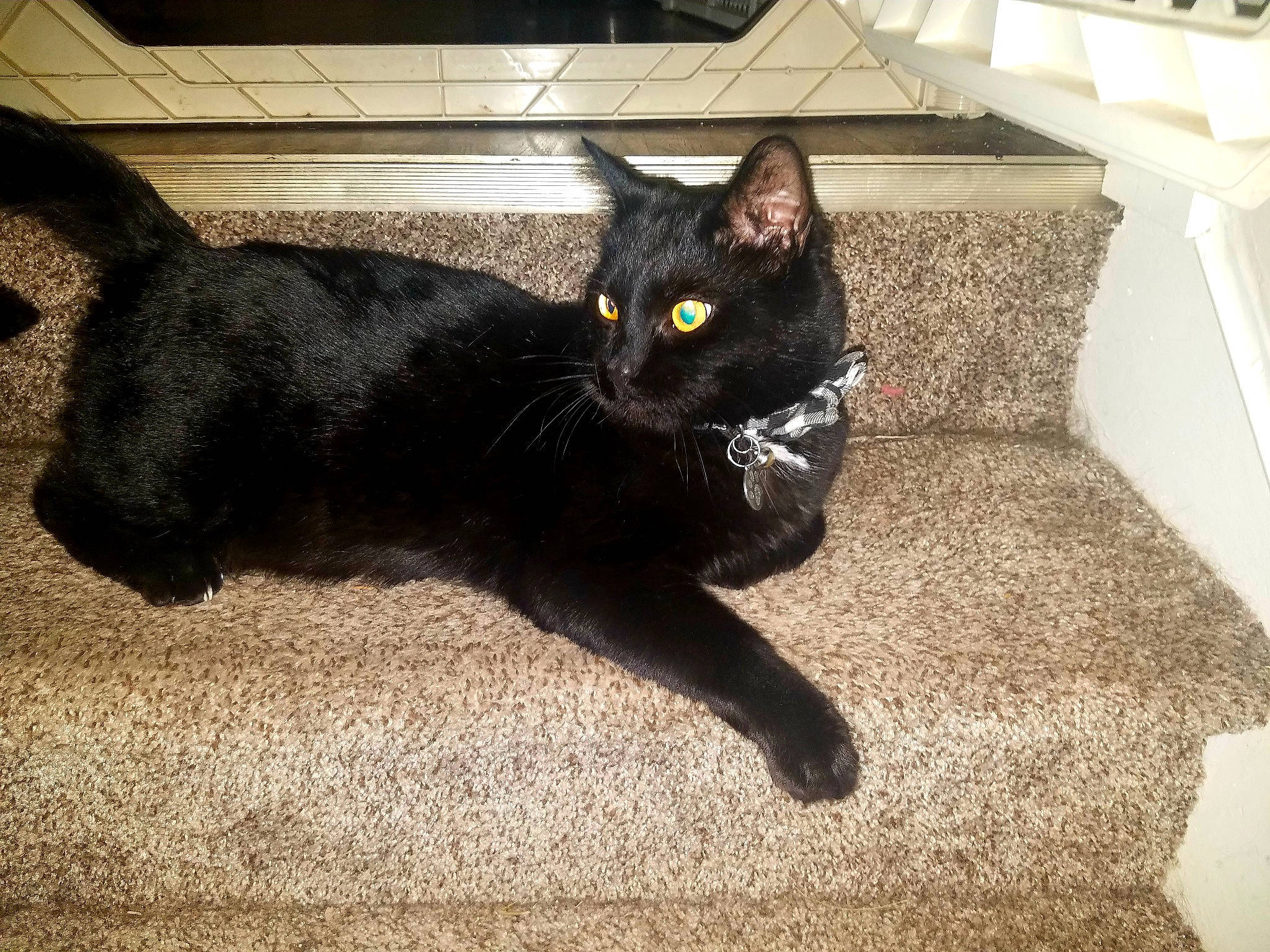 Diaval joined the competition — help win amazing prizes! black_cat, bombay, carnivore, cat, claw, domestic_short_haired_cat, eye, felidae, flooring, fur, grey, paw, rectangle, shadow, sitting, small_to_medium_sized_cats, snout, tail, terrestrial_animal, whiskers