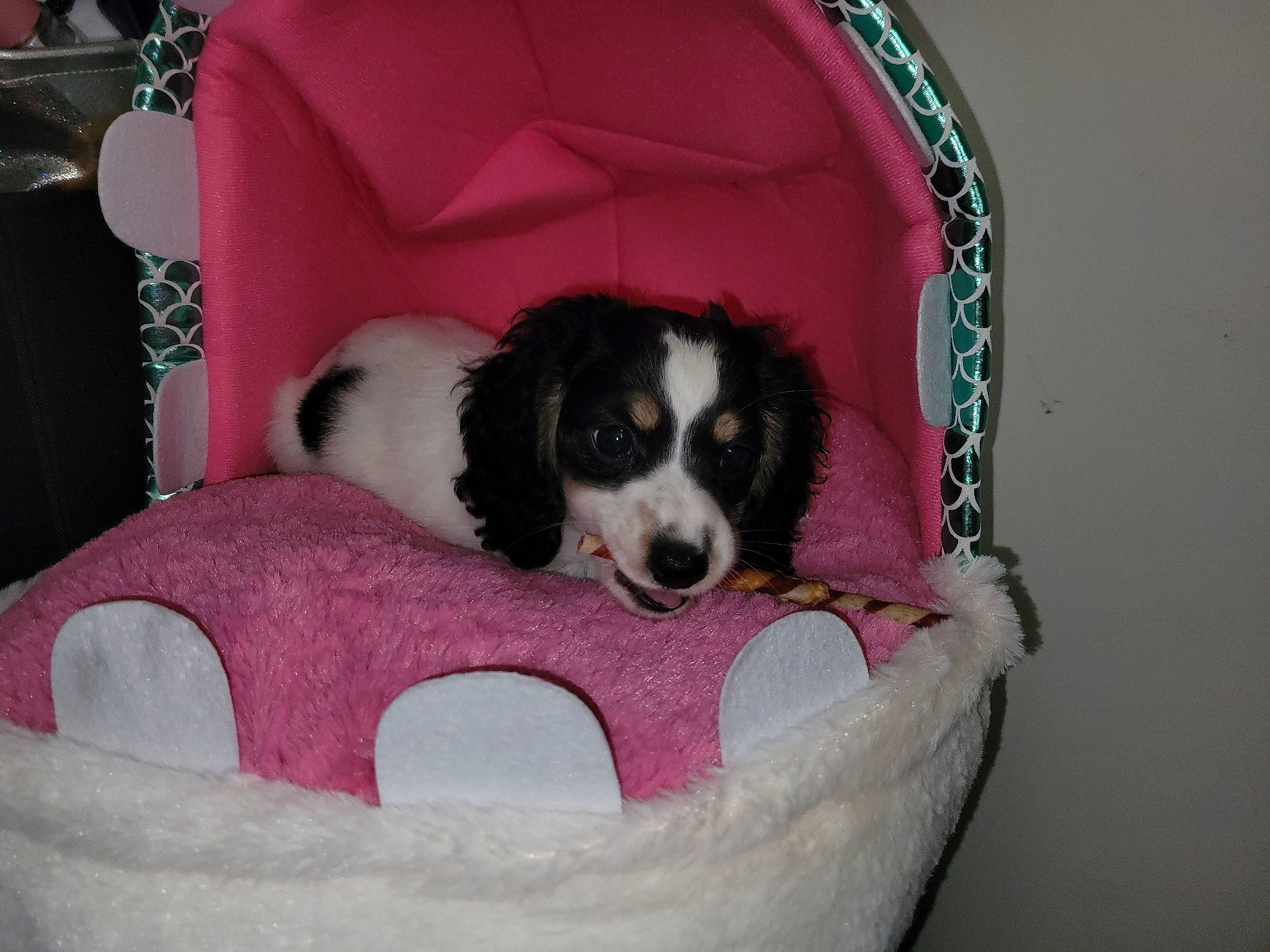 Binx is registered to the contest to win money with this photo: canidae, carnivore, cat_supply, cavalier_king_charles_spaniel, comfort, companion_dog, dog, dog_breed, dog_supply, fur, gun_dog, king_charles_spaniel, pet_supply, pink, spaniel, sporting_group, terrestrial_animal, toy_dog, working_animal