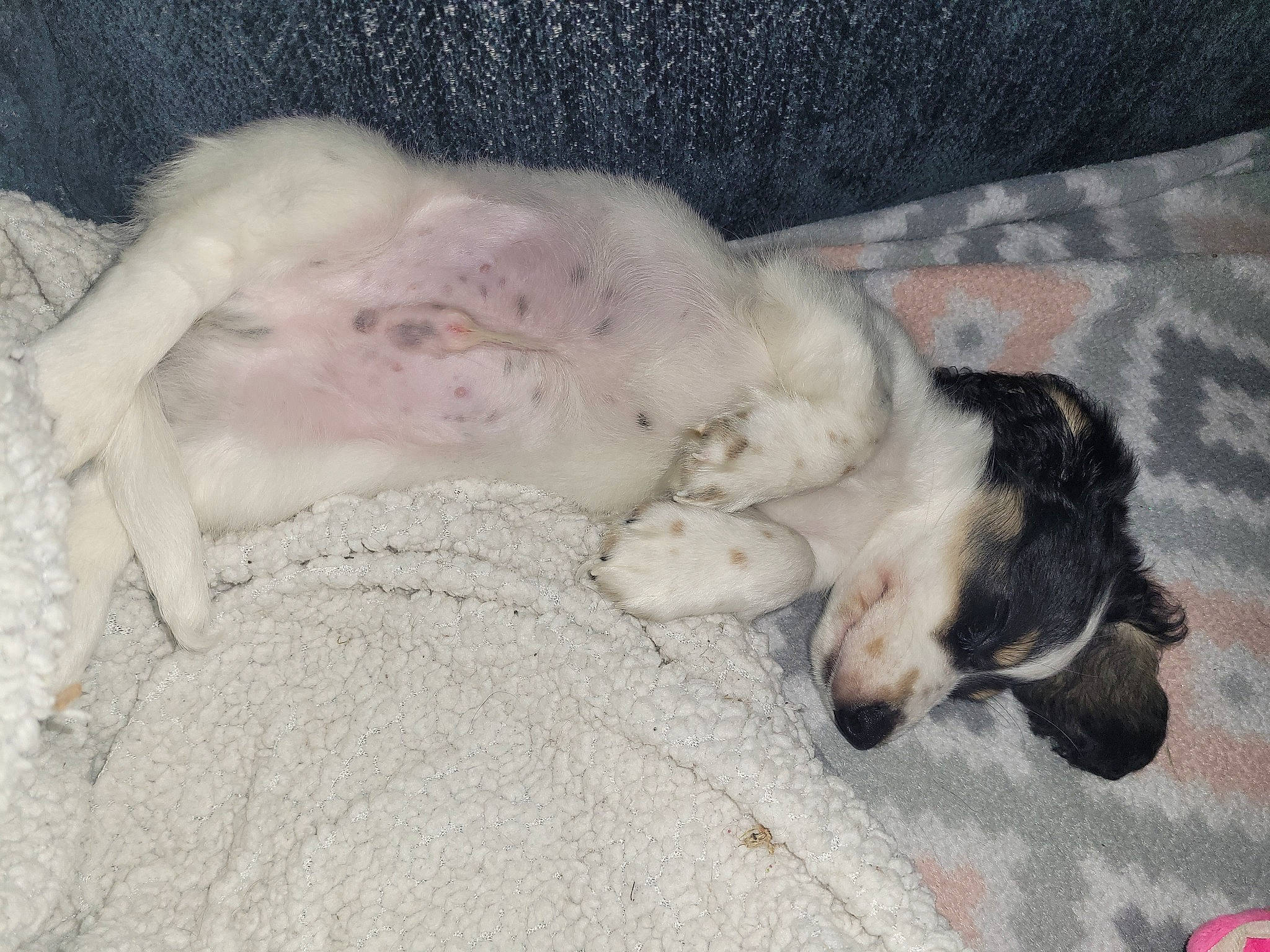 Binx joined the competition — help win amazing prizes! carnivore, comfort, companion_dog, couch, dog, dog_breed, dog_supply, fawn, felidae, fur, guard_dog, nap, paw, small_to_medium_sized_cats, snout, sporting_group, tail, terrestrial_animal, whiskers, working_animal