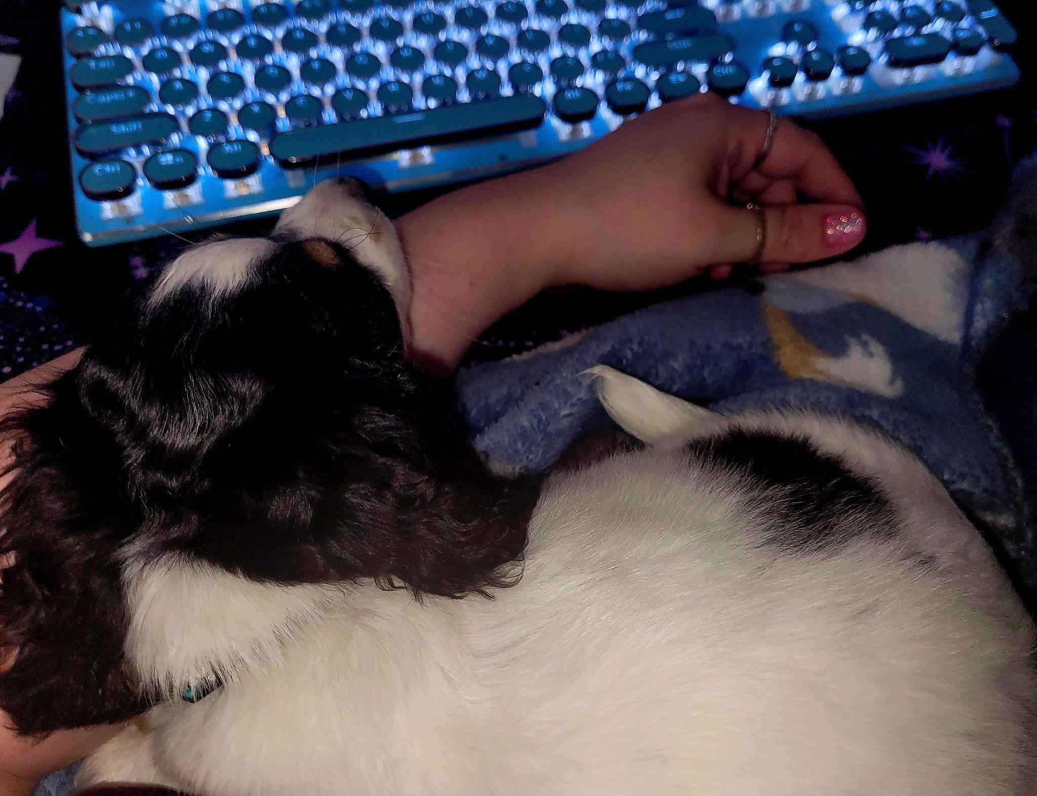 Binx is registered to the contest to win money with this photo: black, blue, carnivore, cat, comfort, companion_dog, computer_keyboard, dog_breed, fawn, felidae, finger, gesture, human_leg, lap, nail, small_to_medium_sized_cats, space_bar, thigh, whiskers, wrist