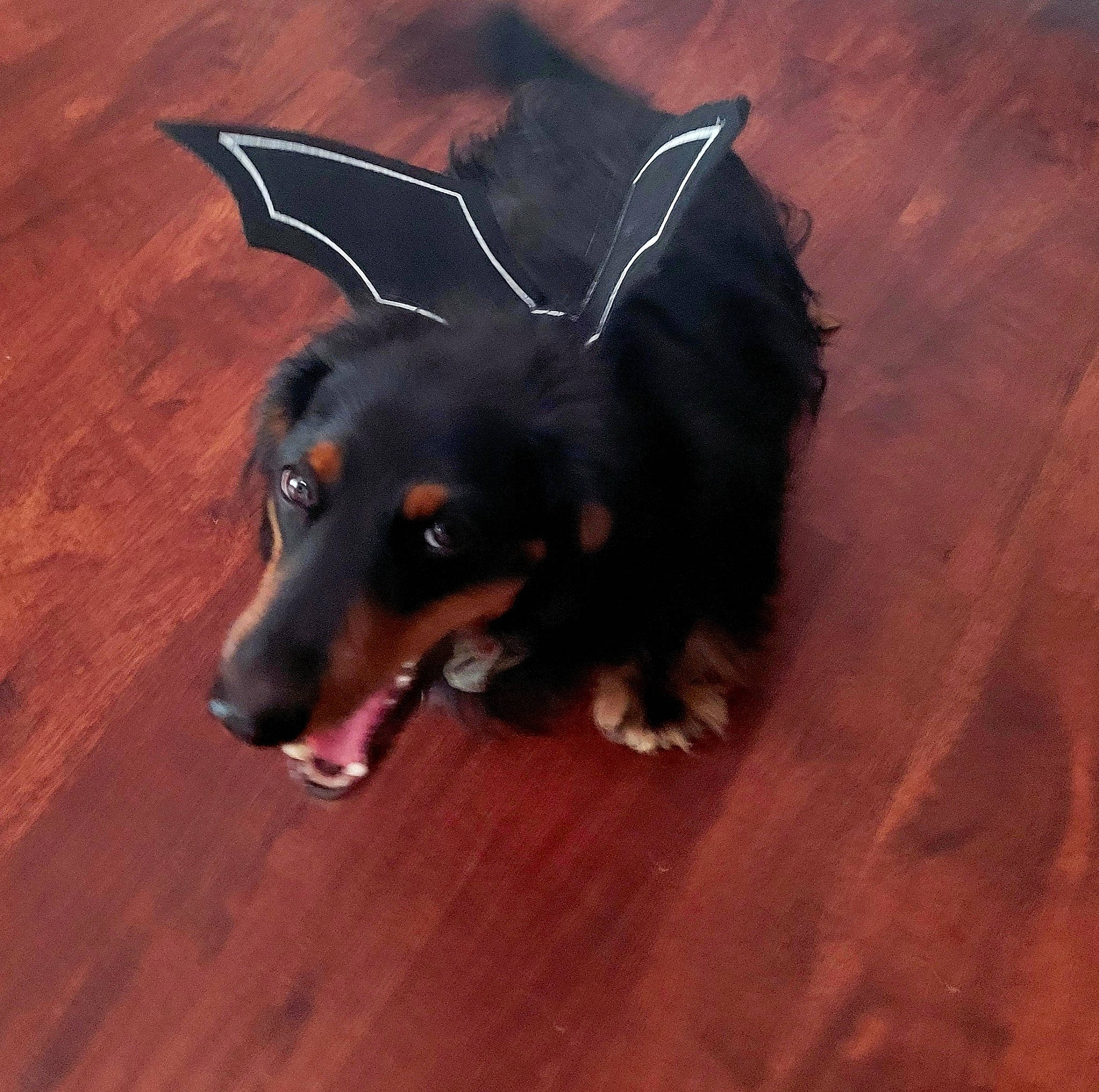 Dipper joined the competition — help win amazing prizes! canidae, carnivore, companion_dog, dog, dog_breed, flooring, foot, fur, hardwood, laminate_flooring, liver, paw, toy_dog, varnish, whiskers, wood, wood_flooring, wood_stain, working_animal, working_dog