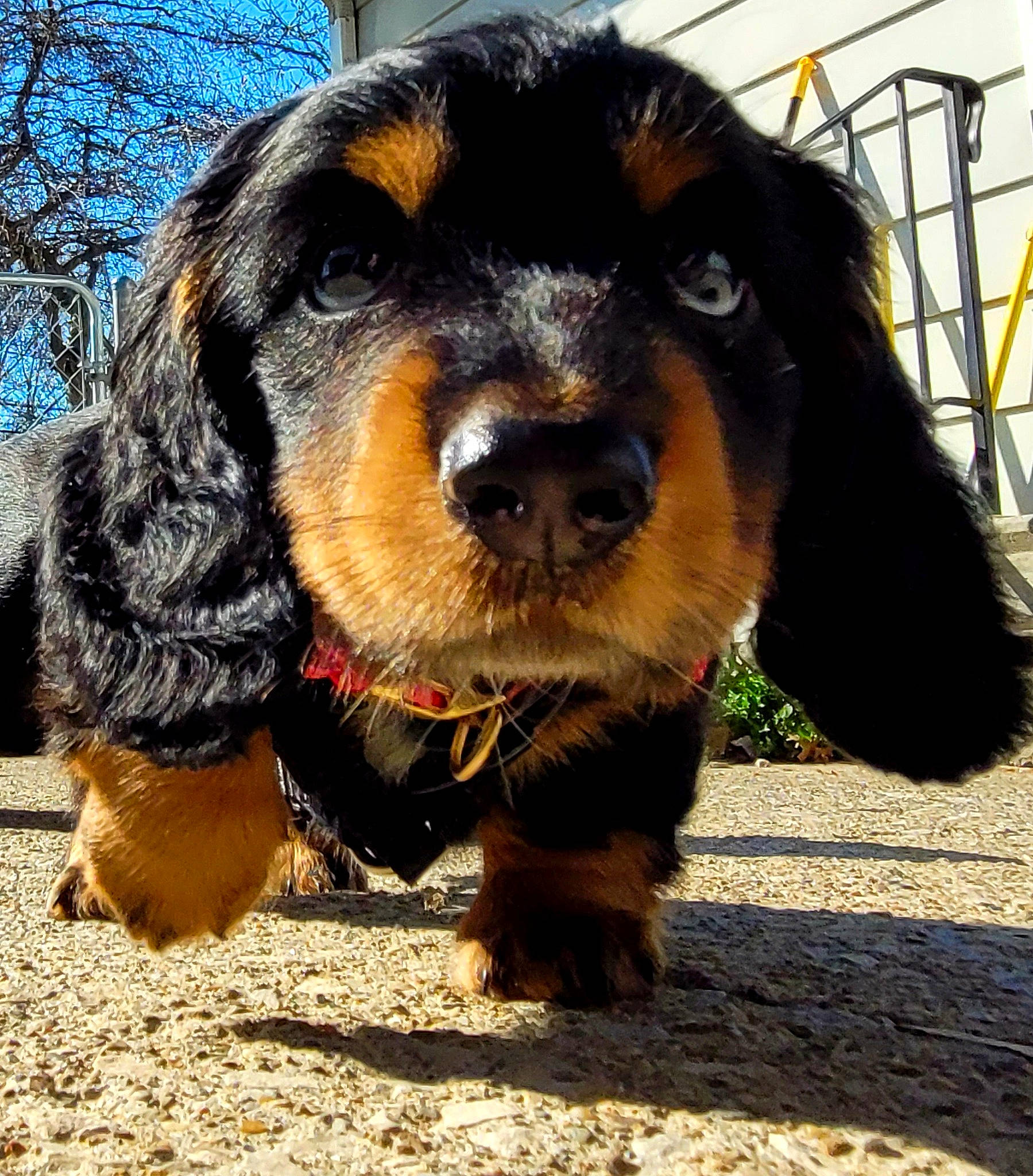 Dipper is registered to the contest to win money with this photo: canidae, carnivore, cocker_spaniel, collar, companion_dog, dog, dog_breed, fur, hound, hunting_dog, liver, snout, spaniel, sporting_group, terrestrial_animal, toy_dog, tree, whiskers, working_animal, working_dog