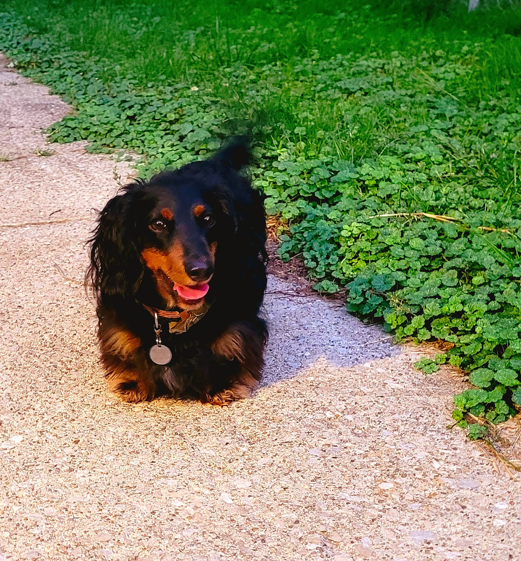 Dipper joined the competition — help win amazing prizes! canidae, carnivore, companion_dog, dog, dog_breed, grass, groundcover, liver, plant, road_surface, shadow, sporting_group, tints_and_shades, working_animal, working_dog