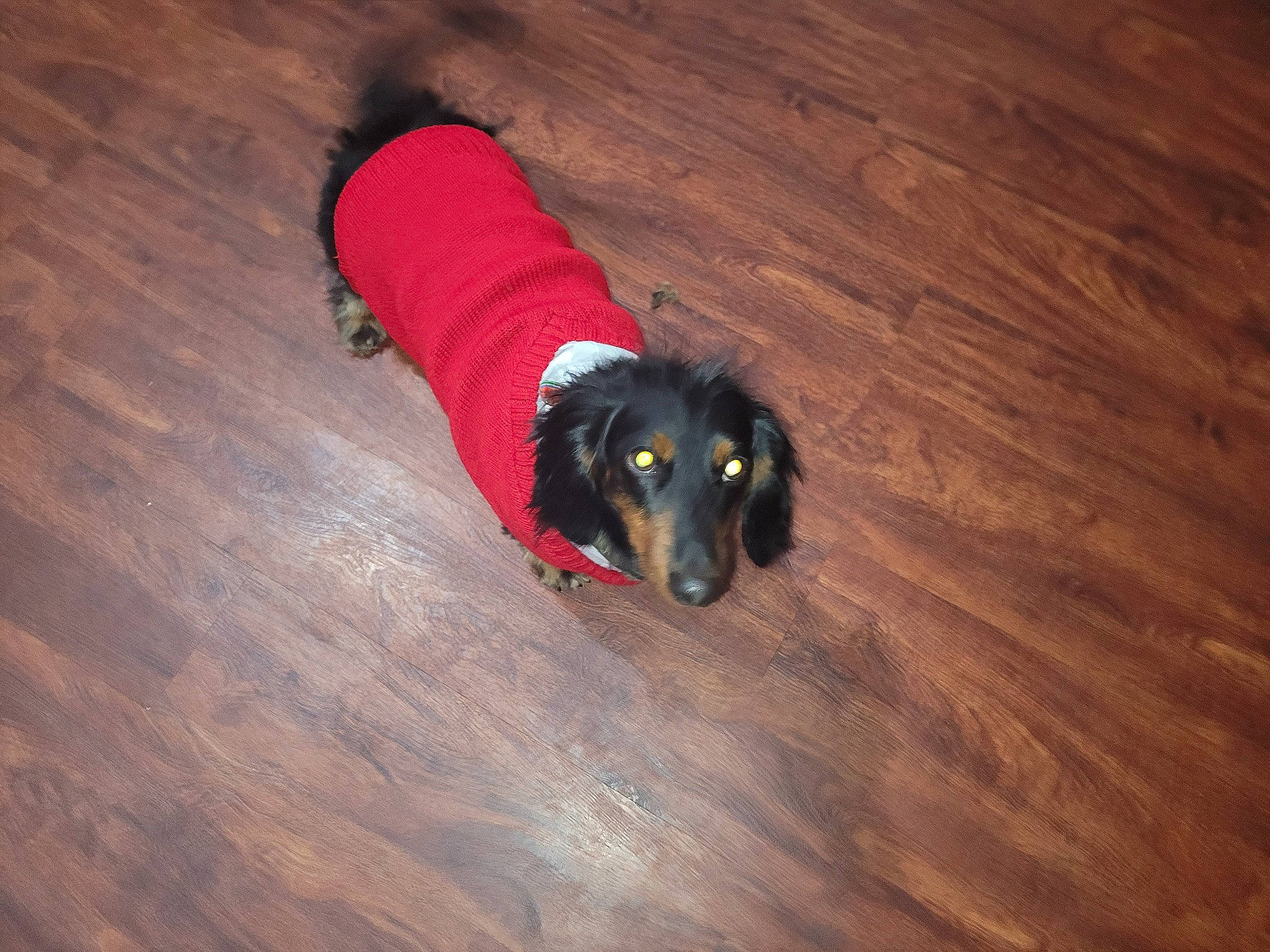 Dipper is registered to the contest to win money with this photo: borador, canidae, carnivore, comfort, companion_dog, dog, dog_breed, floor, flooring, fur, guard_dog, hardwood, laminate_flooring, plank, plywood, varnish, wood, wood_flooring, wood_stain, working_animal