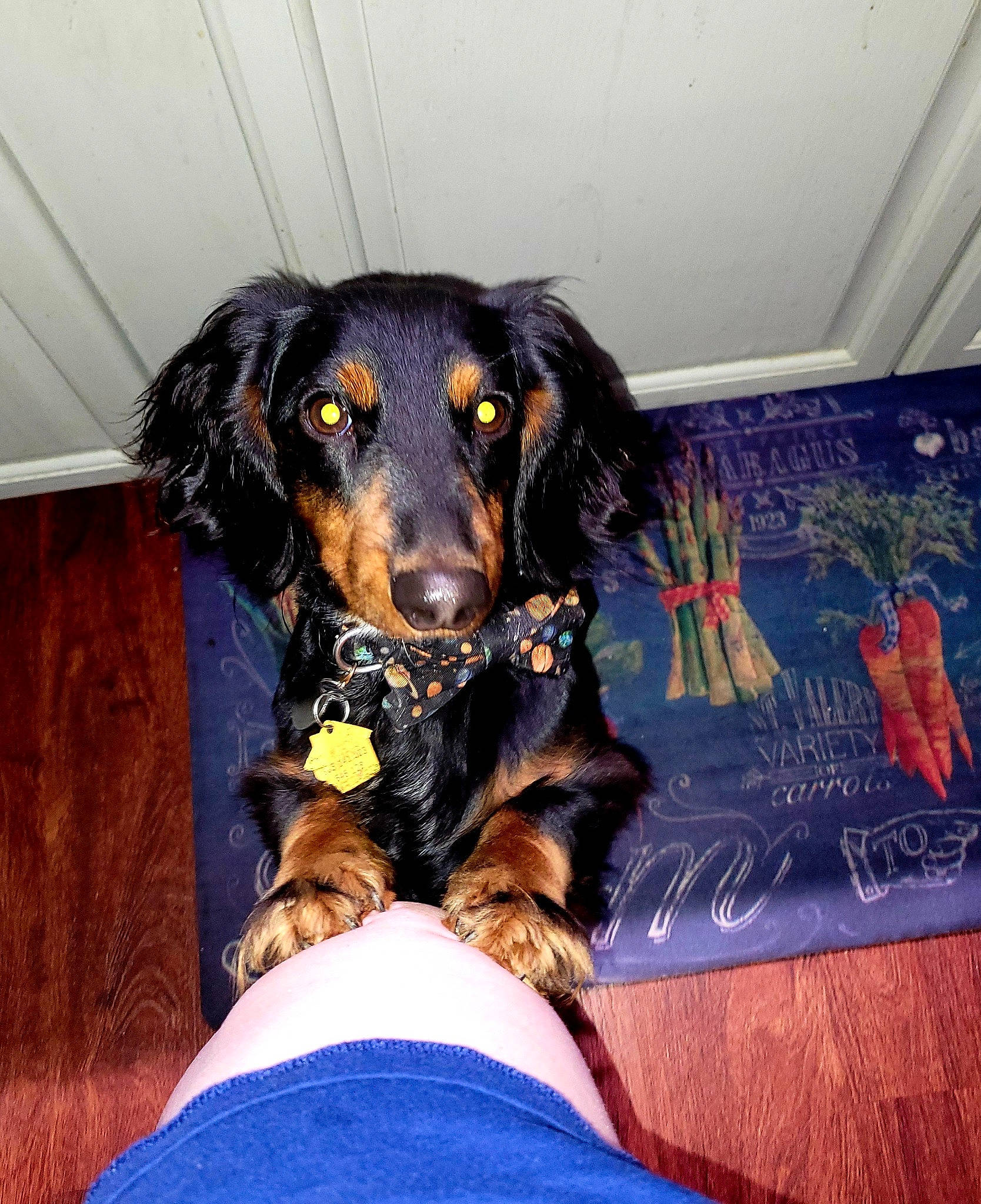 Dipper is registered to the contest to win money with this photo: bathtub, canidae, carnivore, companion_dog, dog, dog_breed, fur, hunting_dog, liver, snout, sporting_group, working_animal, working_dog