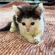 Whiskers joined the competition — help win amazing prizes! kitten, cat, pet, kitten_face, fur, whiskers, paws, blue_eyes, young, mammal, indoor, blanket, soft_texture, cozy, close_up, portrait, sleepy, small, adorable, bedding