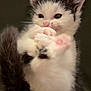 Whiskers is registered to the contest to win money with this photo: kitten, cat, paw, pink_paws, fur, whiskers, blue_eyes, close_up, portrait, adorable, pet, animal, indoor, black_and_white_fur, tiny, fluffy, nose, playful, vertical, cute