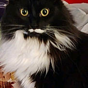 Bugz is registered to the contest to win money with this photo: cat, black_and_white, fluffy, indoor, curious, wide_eyes, pet, feline, whiskers, fur, domestic_animal, close_up, animal_face, alert, sitting, cute, companion, household, portrait, mammal