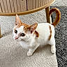 cat, kitten, orange_and_white, pet, animal, feline, standing, looking_up, curious, green_eyes, whiskers, pink_nose, striped_tail, short_hair, carpet, wooden_chair, indoor, home, floor, portrait