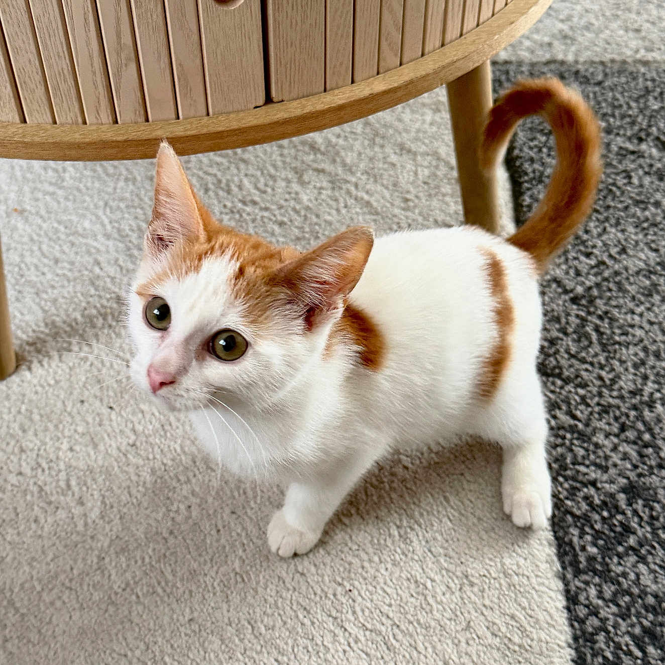 Biscotte