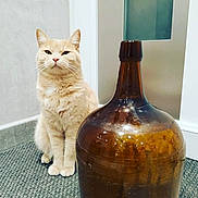 Kara participe au concours pour gagner de l'argent avec cette photo : animal, brown_glass_bottle, calm, carpet, cat, cream_colored, domestic_animal, door, ears, feline, floor, fur, indoor, large_bottle, paws, pet, sitting, still_life, wall, whiskers