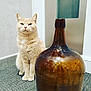 animal, brown_glass_bottle, calm, carpet, cat, cream_colored, domestic_animal, door, ears, feline, floor, fur, indoor, large_bottle, paws, pet, sitting, still_life, wall, whiskers