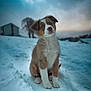 puppy, dog, snow, winter, outdoor, animal, cute, fluffy, canine, pet, young, fur, nature, sky, cold, landscape, background, house, tree, sitting