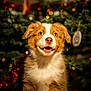 Aska a rejoint le concours — aidez-le/la à gagner de superbes lots ! puppy, dog, christmas_tree, holiday, bokeh, lights, decorations, fur, cute, pet, animal, indoor, festive, brown, white, portrait, young, canine, warm_lighting, background_blur