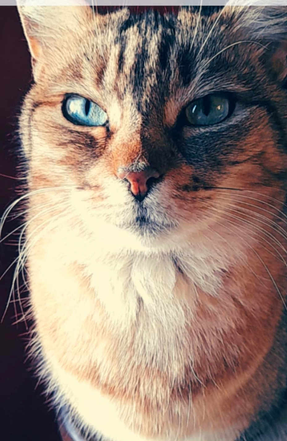 Kera