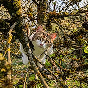 Junior a rejoint le concours — aidez-le/la à gagner de superbes lots ! cat, tree, branches, moss, greenery, outdoor, animal, nature, curious, eyes, ears, daylight, focus, wildlife, explorer, pet, fur, climbing, spring, garden