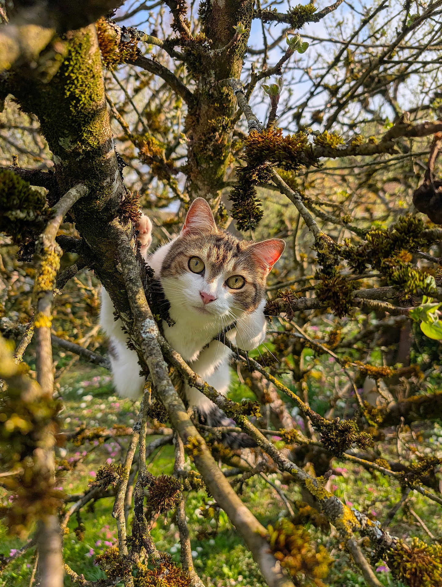 Junior a rejoint le concours — aidez-le/la à gagner de superbes lots ! cat, tree, branches, moss, greenery, outdoor, animal, nature, curious, eyes, ears, daylight, focus, wildlife, explorer, pet, fur, climbing, spring, garden