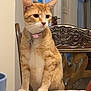 Winny joined the competition — help win amazing prizes! cat, orange_tabby, collar, table, chair, indoor, pet, feline, whiskers, paws, tablecloth, wooden_chair, domestic_cat, curious, seated, fur, animal, pet_accessory, home, cozy