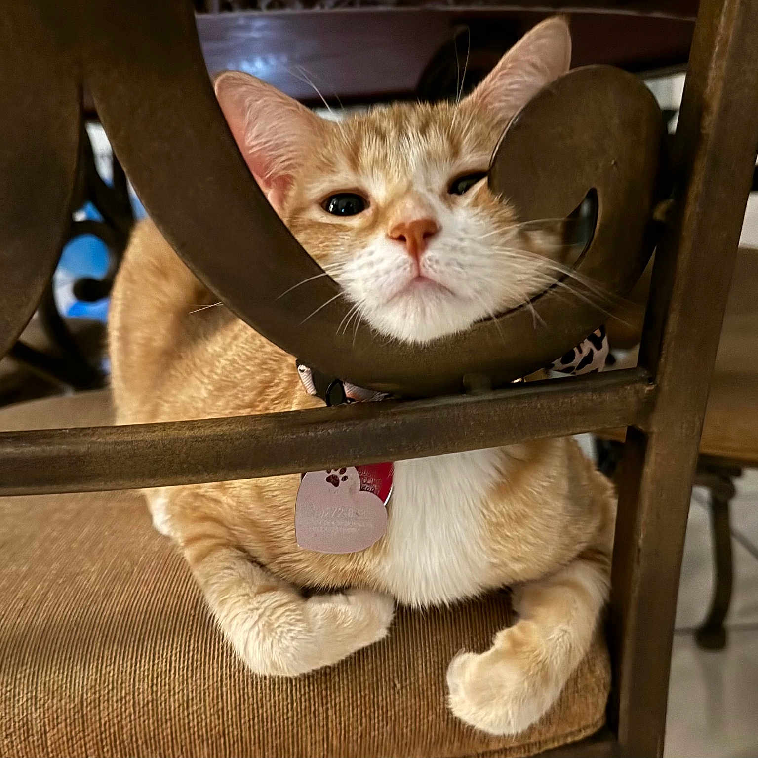 Winny joined the competition — help win amazing prizes! animal, cat, chair, closeup, collar, curious, cushion, cute, domestic_cat, feline, funny_pose, fur, indoor, metal, orange_tabby, paws, pet, resting, tag, whiskers