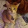 Winny is registered to the contest to win money with this photo: cat, orange_tabby, pet, bed, blanket, indoor, collar, tag, whiskers, fur, tail, floral_pattern, cozy, domestic_animal, feline, curious, resting, animal, soft, sleepy