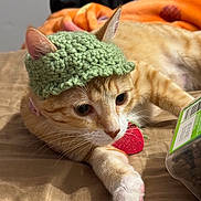 Winny joined the competition — help win amazing prizes! cat, orange_tabby, crocheted_hat, green_hat, pet, indoor, bed, treats, container, relaxed, cute, feline, whiskers, ears, collar, tag, paw, closeup, cozy, soft_lighting