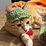 cat, orange_tabby, crocheted_hat, green_hat, pet, indoor, bed, treats, container, relaxed, cute, feline, whiskers, ears, collar, tag, paw, closeup, cozy, soft_lighting